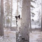#TongueOutTuesday (10) |www.DOGvision.be (Border Collie)