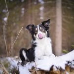 #TongueOutTuesday (11) | MOgwai Border Collie | www.DOGvision.be | Photo project