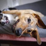 Indoor hondenfotografie tips | Oona mutt | www.DOGvision.be