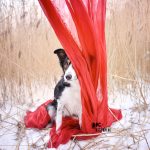 Rood | dog photography | www.DOGvision.be