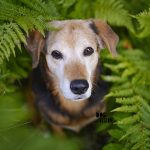 Ziggy in the woods | www.DOGvision.be