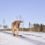 Bringing Oona home | rescue dog Video | www.DOGvision.be