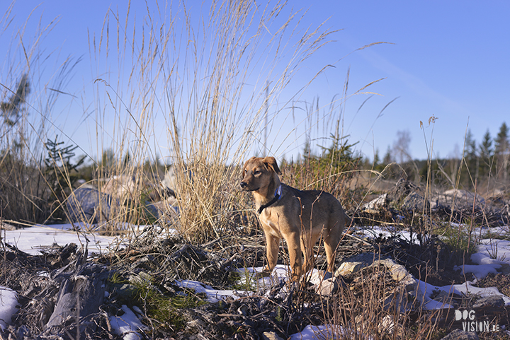 Oona | mutt | rescuedog | www.DOGvision.be - dog photography