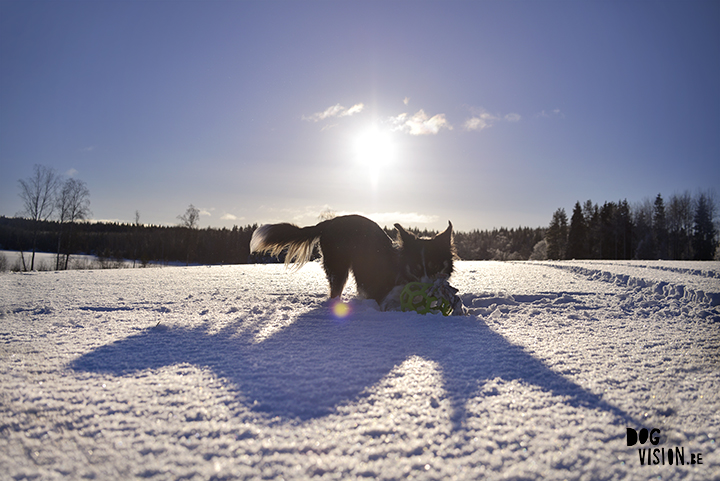 Hondenfotografie tips | www.DOGvision.be