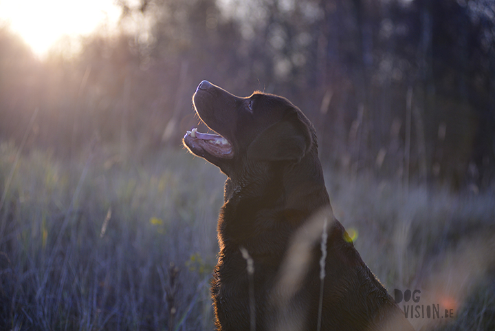 Hondenfotografie tips | www.DOGvision.be