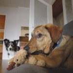 Beperkingen camera? | www.DOGvision.be