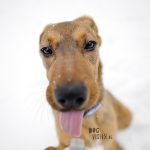 #TongueOutTuesday (12) | www.DOGvision.be | DOG photography