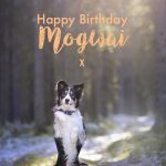 Happy Birthday Mogwai! | www.DOGvision.be | Border Collie