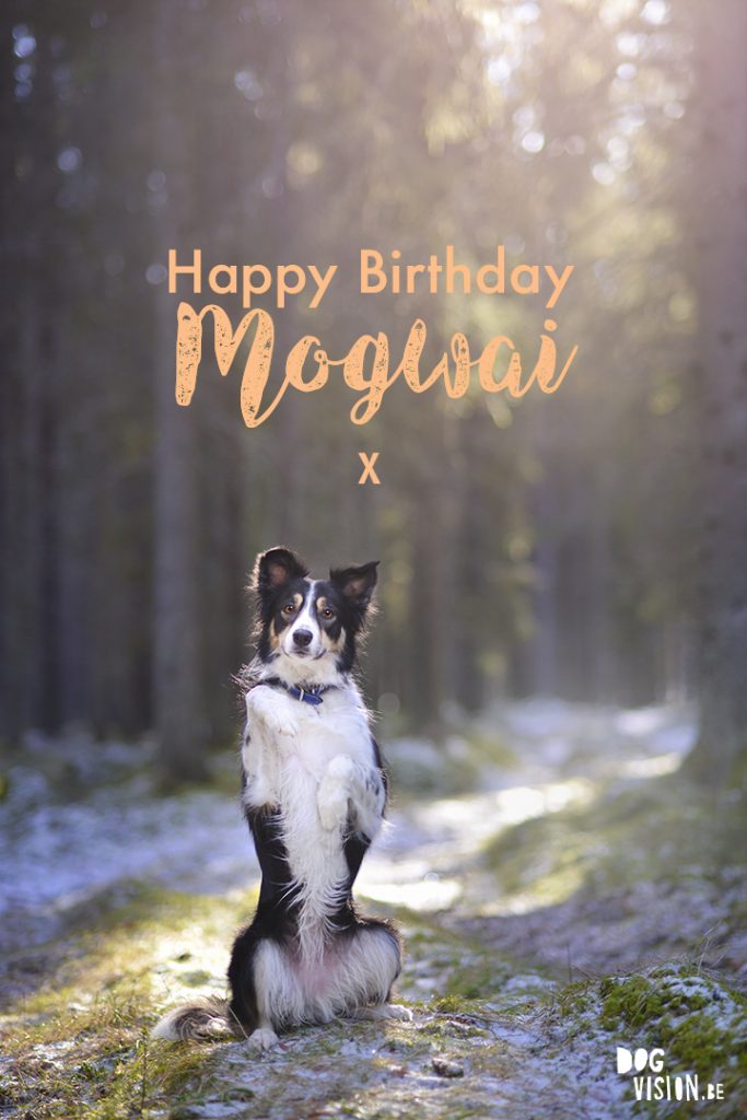 Happy Birthday Mogwai! | www.DOGvision.be | Border Collie