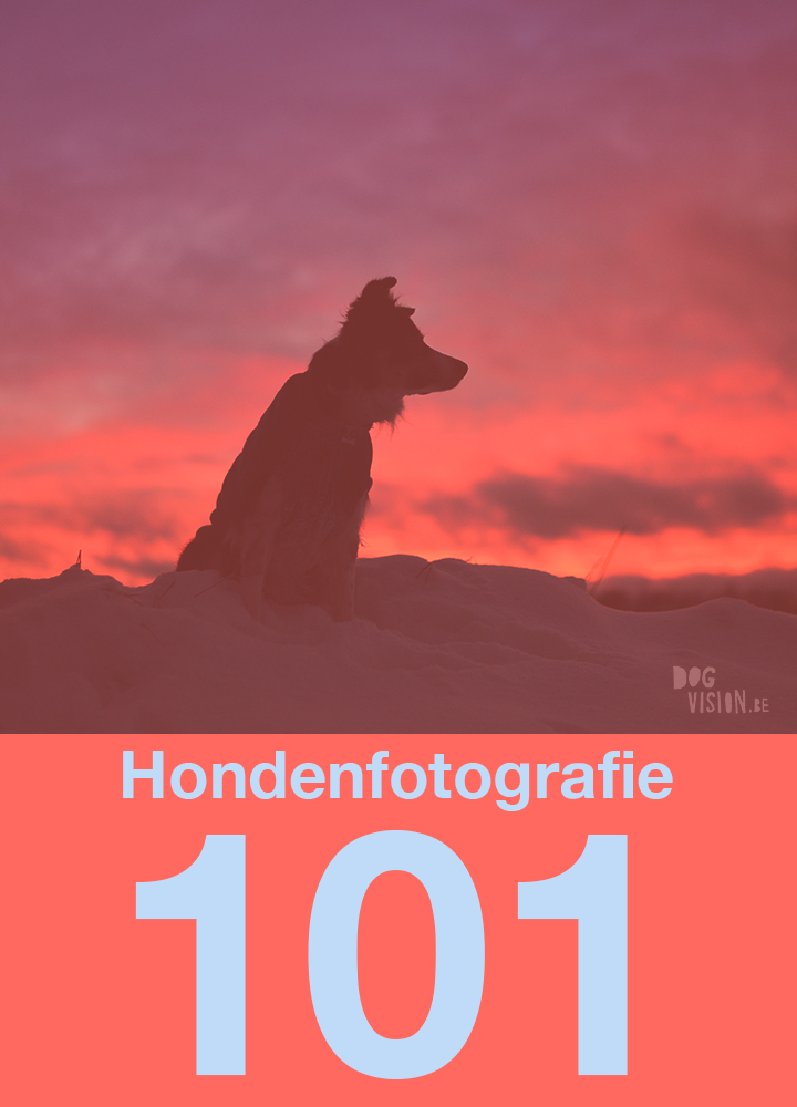 Hondenfotografie 101| www.DOGvision.be