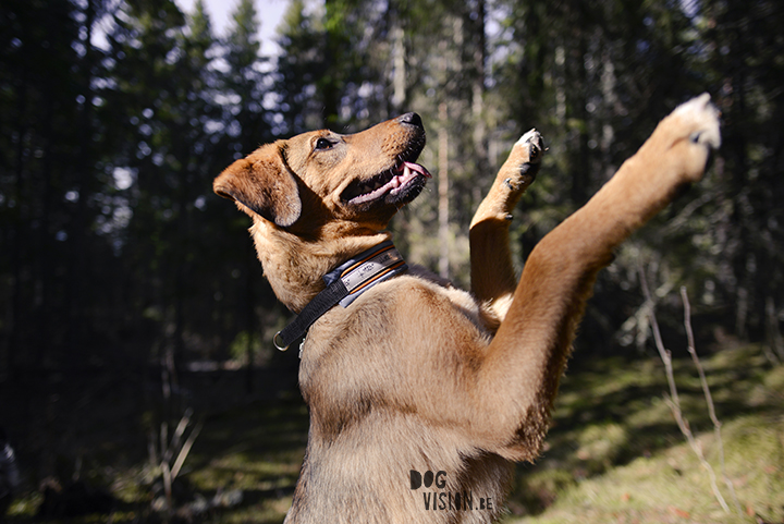 ijs grot expeditie Zweden | DOGvision.be | hondenfotografie