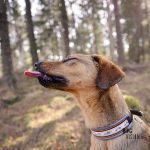 #TongueOutTuesday (13)| www.DOGvision.be | hondenfotografie