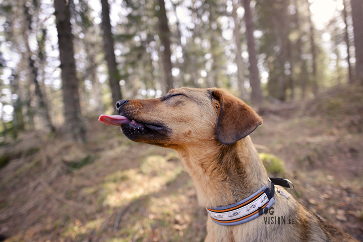 #TongueOutTuesday (13)| www.DOGvision.be | hondenfotografie