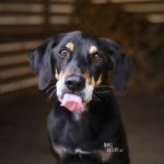 #TongueOutTuesday (15) Ravasz Erdélyi Kopo/ Transylvanian hound , seniordog | www.DOGvision.be | Dog photography