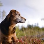 DOGvision photography | dog photography tips & tricks| www.DOGvision.be