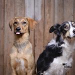 #TongueOutTuesday (16) | DOGvision photography | www.DOGvision.be | Border Collie & Rescue Mutt