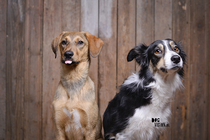 #TongueOutTuesday (16) | DOGvision photography | www.DOGvision.be | Border Collie & Rescue Mutt