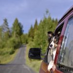 Travel with dogs: Sweden | www.DOGvision.be