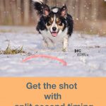 Get the shot with split second timing | Dog photography tips on www.DOGvision.be