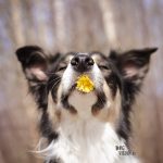 Hi Spring! | DOGvision.be dog photography | Mogwai, Border Collie