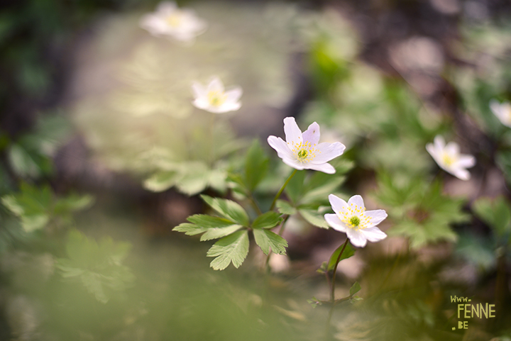 Bloemen in Zweden | www.DOGvision.be