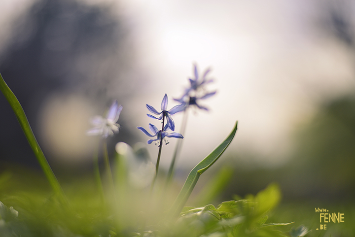 Bloemen in Zweden | www.DOGvision.be