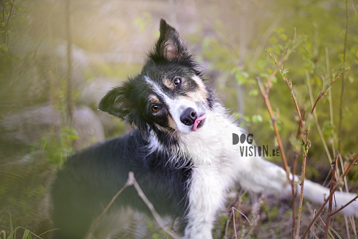 #TongueOutTuesday (21) | dog photography on www.DOGvision.be