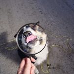 Inspector Mo | Border Collie search specialist | Blog on www.DOGvision.be | dog stories