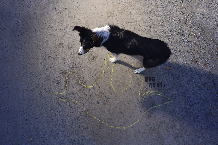 Inspector Mo | Border Collie search specialist | Blog on www.DOGvision.be | dog stories