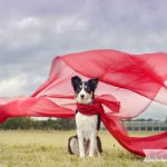 Fake or real, the story behind the photograph | www.DOGvision.be | dog photography