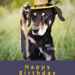 Cupcakes for a birthday dog | Ravasz Transylvanian hound| Blog & dog photography tips on www.DOGvision.be