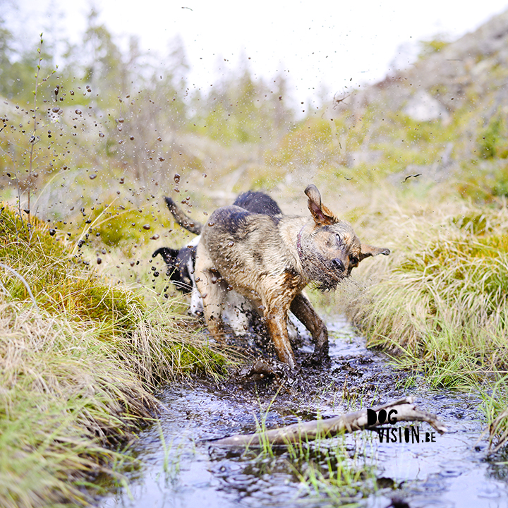 Muddy dogs found a mini pool | Border COllie and rescue mutt | www.DOGvision.be