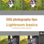 Editing in Lightroom for dog photography | tips & tricks on www.DOGvision.be | lightroom basics
