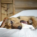 Oona rescue puppy | www.DOGvision.be | dog photography