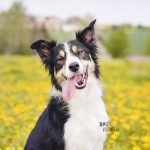 #TongueOutTuesday (18) | www.DOGvision.be | dog photography | Mogwai Border Collie