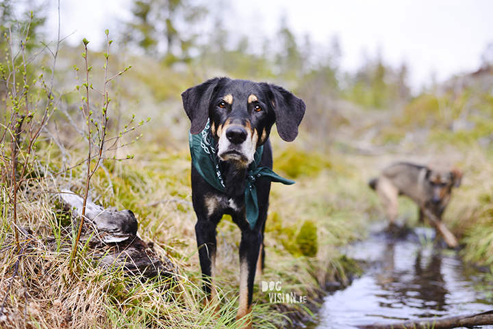 Transylvanian hound and muddy mutt puppy | dog photography tips and tricks on www.DOGvision.be