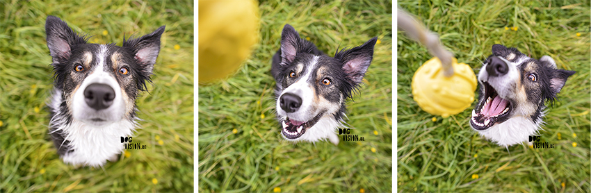 #TongueOutTuesday (20) | Hondenfotografie DOGvision | www.DOGvision.be