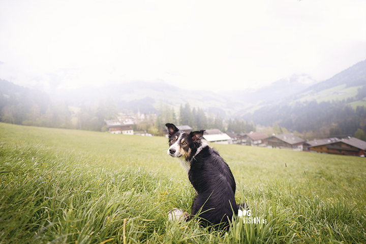 Dog photography | Mogwai Border Collie | www.DOGvision.be | fog in the montains of Ausrtia