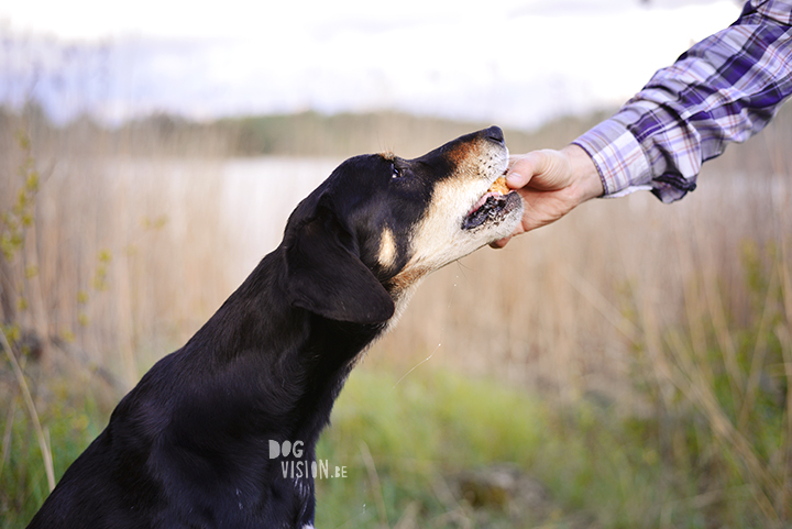 Cupcakes for a birthday dog | Ravasz Transylvanian hound| Blog & dog photography tips on www.DOGvision.be
