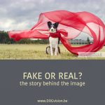Fake or real, the story behind the photograph | www.DOGvision.be | dog photography