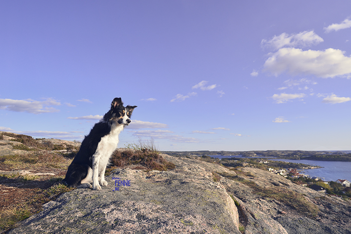 Beautiful dog photogrpahy | traveldogs & adventure | Fjällbacka, Sweden | Dog photography tips on www.DOGvision.be