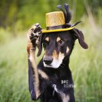 Cupcakes for a birthday dog | Ravasz Transylvanian hound| Blog & dog photography tips on www.DOGvision.be