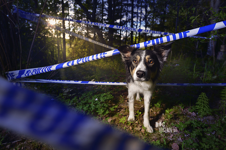 Inspector Mo | Border Collie search specialist | Blog on www.DOGvision.be | dog stories