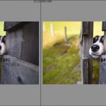Editing dog photography in Lightroom | tips & tricks | www.DOGvision.be
