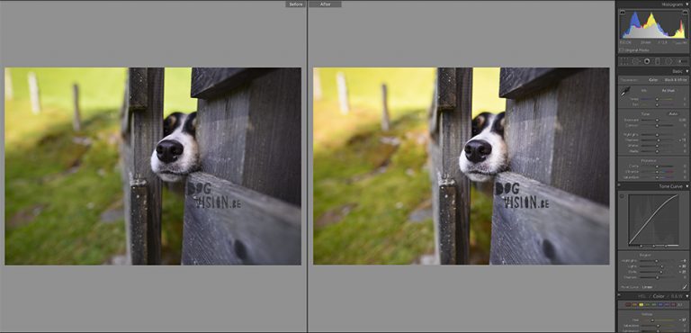Editing dog photography in Lightroom | tips & tricks | www.DOGvision.be