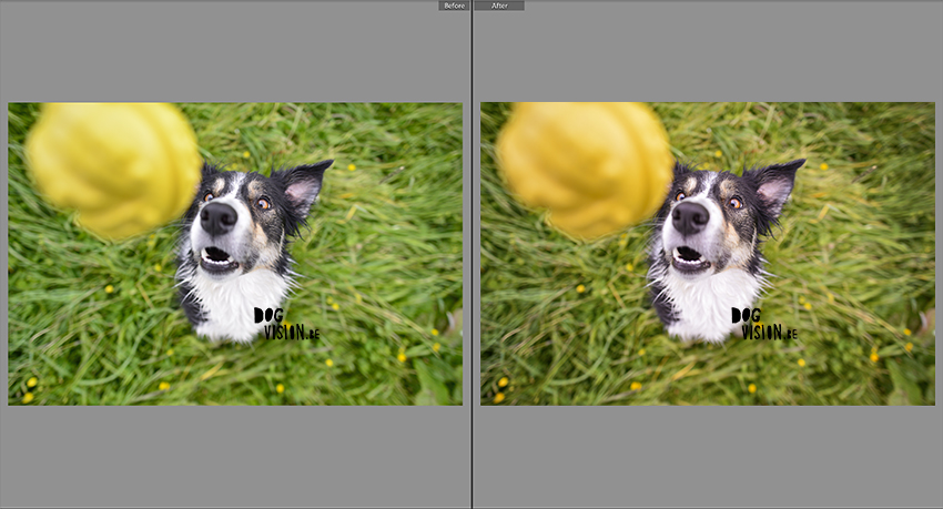 Editing dog photography in Lightroom | tips & tricks | www.DOGvision.be