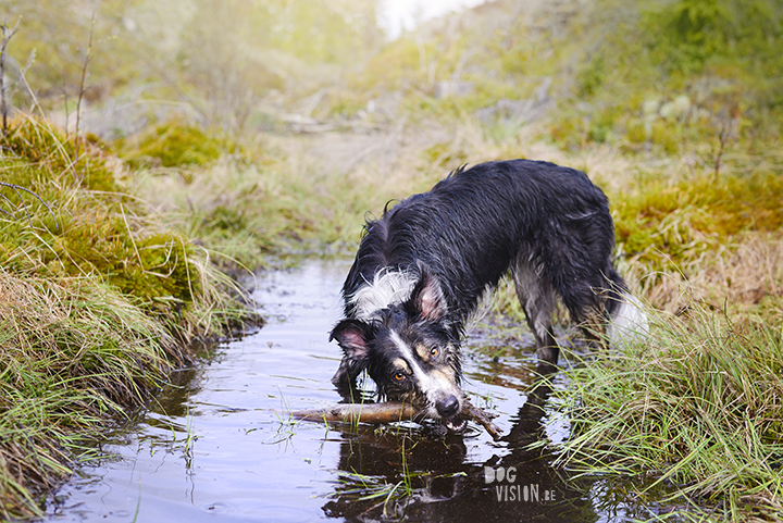 Muddy dogs found a mini pool | Border COllie and rescue mutt | www.DOGvision.be