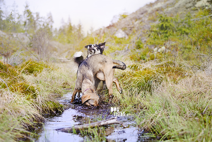 Muddy dogs found a mini pool | Border COllie and rescue mutt | www.DOGvision.be