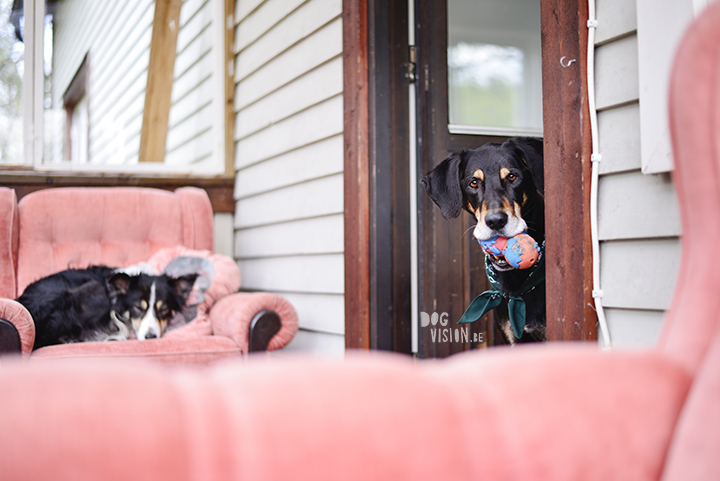 So tired after swimming but still hungry hound | ww.DOGvision.be | dog photography & photography tips