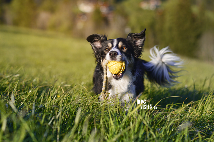Beautiful dog photogrpahy | traveldogs & adventure | Dog photography tips on www.DOGvision.be
